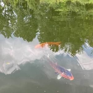 Meet your Posher, Sherry